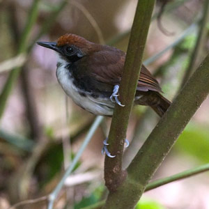 Ces oiseaux qui suivent les fourmis légionnaires pour se nourrir