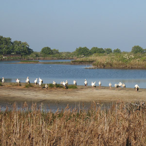 Observer les oiseaux dans la réserve ornithologique du Teich (Gironde)