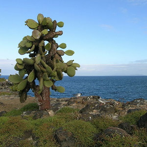 Séjour ornithologique dans les îles Galápagos (Équateur) du 23 avril au 5 mai 2006