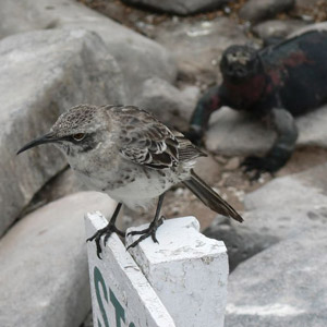 Le comportement parasitaire extrême de certains Moqueurs d&rsquo;Española