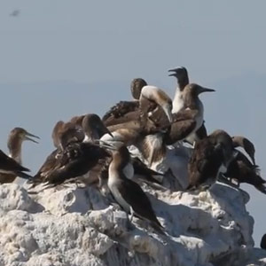 Spectaculaire  afflux de Fous à pieds bleus en Californie à la fin de l’été 2013
