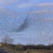 Mouvements aériens coordonnés : le cas des étourneaux