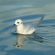 Mouette de Ross adulte en plumage internuptial