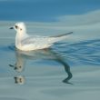 Mouette de Ross adulte en plumage internuptial