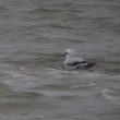 Mouette de Ross de 1er hiver sur le Rhône !