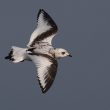 Mouette de Ross de 1er hiver