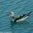 Mouette de Ross de 1er hiver