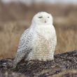 Le Harfang des neiges, un oiseau marin ?