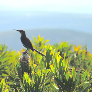 Séjour ornithologique en Afrique du Sud en février 2013
