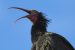 Ibis chauve | Geronticus eremita | Northern Bald Ibis