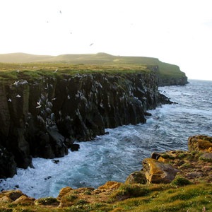 Voyage ornithologique en Islande du 11 juin au 2 juillet 2003