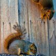 Limiter la concurrence pour la nourriture entre Écureuils gris et oiseaux dans les jardins
