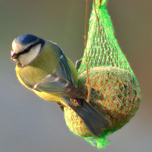 Les facteurs influençant le nombre d’oiseaux visitant les mangeoires en hiver