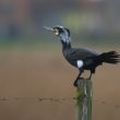 Un Grand Cormoran à Zeebruges