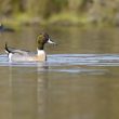 Hybride Canard pilet X Canard colvert