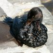 Pourquoi les oiseaux périssent-ils lors des marées noires ?