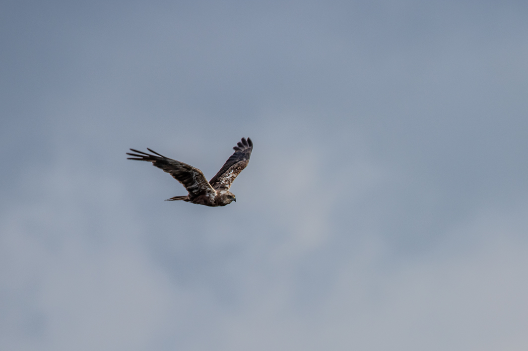 Busard des roseaux en vol