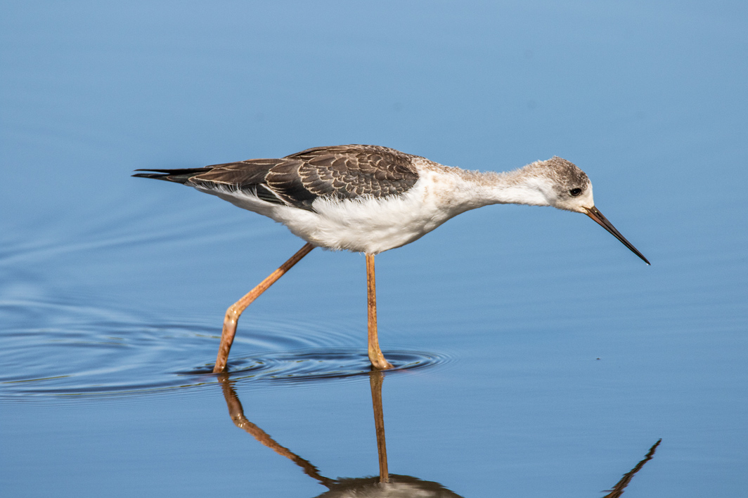 Echasse blanche juvénile