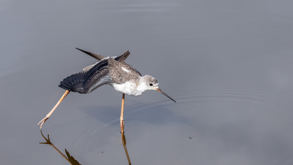 Echasse blanche juvénile