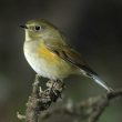 Le Robin à flancs roux, un rare migrateur sibérien à chercher en  octobre