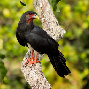 Comment le Caracara à gorge rouge parvient-il à piller des nids de guêpes agressives ?