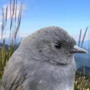 Découverte d’une nouvelle sous-espèce du Mérulaxe du matorral