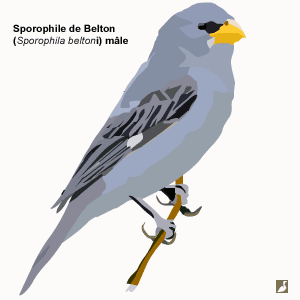 Description d’une nouvelle espèce d’oiseau au Brésil, le Sporophile de Belton