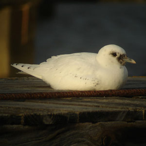 Afflux inhabituel de Mouettes blanches en janvier 2009