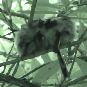 Quand les oiseaux se blottissent les uns contre les autres pour se tenir chaud