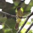 Échec d&rsquo;une expédition pour trouver le Bulbul du Liberia