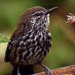 Découverte d’une nouvelle espèce de grisin près de São Paulo