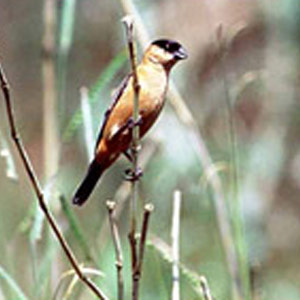 Redécouverte du Sporophile bouvreuil de São Paulo