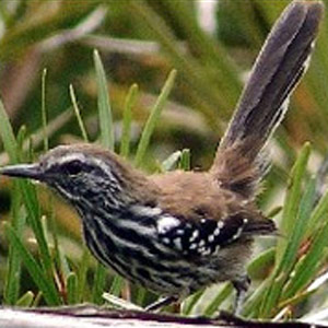 Première description du Grisin de Sincorá