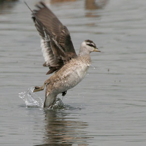 Israël : actualités ornithologiques de décembre 2010