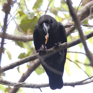 Trois ornithologues nous parlent de la redécouverte de la Corneille des Banggai