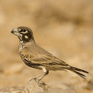 Les dix oiseaux vedettes de l’Eilat Spring Migration Festival 2010