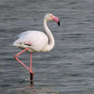 Longévité des oiseaux : un flamant serait mort à 83 ans