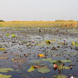 Le marais du Bangweulu, le domaine du Bec-en-sabot