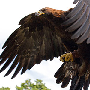 Les plumes des oiseaux