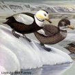 L&rsquo;Eider du Labrador était-il en fait un hybride entre les Eiders à duvet et de Steller ?