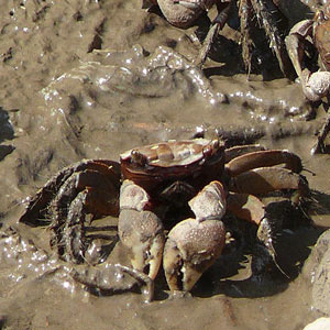 Des rousserolles parasitées par des coucous et mangées par des crabes