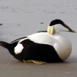 Identifier les sous-espèces de l’Eider à duvet