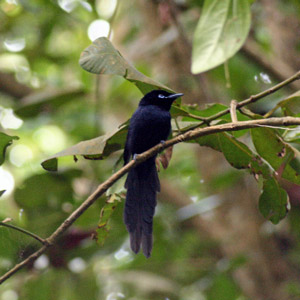 Rachel Bristol et le transfert de Tchitrecs des Seychelles sur Denis Island