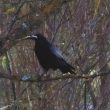 Une Corneille noire pêcheuse dans les Vosges