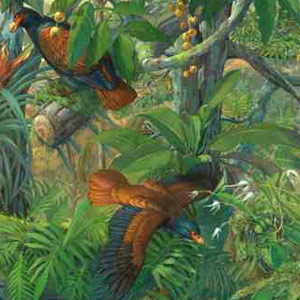 Rebecca Stirnemann et le « petit dodo » des îles Samoa