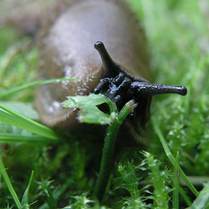 Les limaces peuvent s’attaquer aux oisillons des passereaux