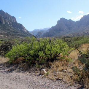 Voyage ornithologique en Arizona du 16 au 25 avril 2013