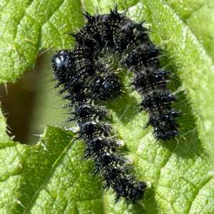 Certains oiseaux pourraient “sentir” les végétaux attaqués par des insectes