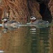 Couple de Grèbes jougris sur le lac d’Orient