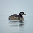Grèbe jougris sur le lac d’Orient